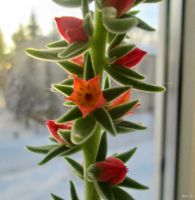 Лот: 15519358. Фото: 2. Эхеверия Пульвината (Echeveria... Комнатные растения и уход