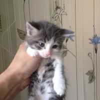 Лот: 8510768. Фото: 6. Котята