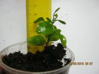 Лот: 6996071. Фото: 2. муррайя8 сеянец. Комнатные растения и уход