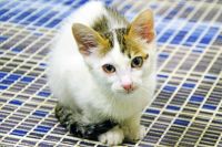 Лот: 8998567. Фото: 2. Котенька ищет дом (коробка корма... Животные и уход