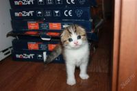 Лот: 2390896. Фото: 2. шотландскийвислоухий котенок. Животные и уход