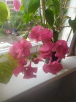 Лот: 18263576. Фото: 5. Бугевиллия сортовая Vera deep...