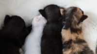 Лот: 14674126. Фото: 7. Котята
