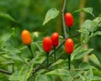 Лот: 5296594. Фото: 2. Перец дикий Chacoense Pepper... Семена, рассада, садовые растения