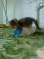 Лот: 519886. Фото: 2. Срочно возьмите котенка!. Животные и уход