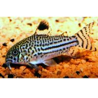 Лот: 17523620. Фото: 6. Сомик Джули Леопардовый Коридорас...