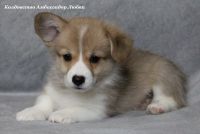 Лот: 24785841. Фото: 5. Щенки вельш-корги пемброк