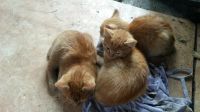 Лот: 14154909. Фото: 2. отдам котят 5 месяцев. Животные и уход