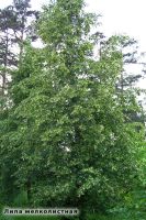 Лот: 18971505. Фото: 6. Липа мелколистная, сердцевидная...
