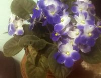 Лот: 8698612. Фото: 7. Фиалка Valeska Blue
