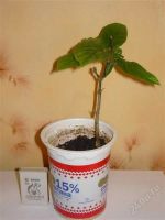 Лот: 811183. Фото: 2. Клеродендрум г-жи Томпсон. Комнатные растения и уход