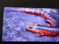 Лот: 16136993. Фото: 3. 4K Телевизор xiaomi e65a All screen... Бытовая техника