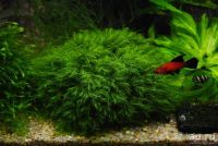 Лот: 10454208. Фото: 4. Мох Феникс Фонтанус Fissidens... Красноярск