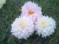 Лот: 7516355. Фото: 3. Георгины. Для дачи, дома, огорода, бани, парка