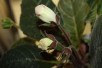 Лот: 4399067. Фото: 3. 2 глоксинии в одном горшке (зацветают... Растения и животные