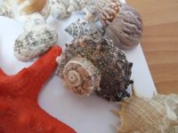 Лот: 7520189. Фото: 4. Одним лотом ракушки 26шт, морская... Красноярск