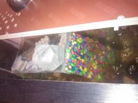 Лот: 6623870. Фото: 2. Красноухая пресноводная черепаха. Аквариумистика