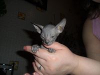 Лот: 7176369. Фото: 5. Котятки донского сфинкса.