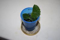 Лот: 4472828. Фото: 3. Глоксиния сиреневая махровая... Растения и животные