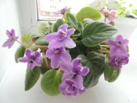 Лот: 5394552. Фото: 2. Фиалка в стаканчике. Комнатные растения и уход