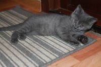 Лот: 5528043. Фото: 4. Британские котята! Почти даром... Красноярск