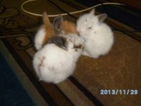Лот: 2824633. Фото: 3. красивые крольчата)смотрите. Растения и животные