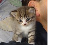 Лот: 10686515. Фото: 2. Британская тигровая очень красивая... Животные и уход