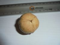 Лот: 12205149. Фото: 2. Уникальный орех грецкий 1 штука. Сувениры