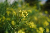 Лот: 10004276. Фото: 3. Tokina at-x PRO dx AF 35 mm f... Красноярск