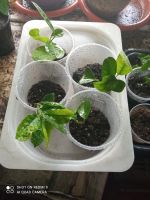 Лот: 9182825. Фото: 6. лимон крупноплодный №59