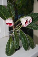 Лот: 4120118. Фото: 3. Глоксиния (Цветущее растение!). Растения и животные