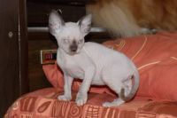 Лот: 5079333. Фото: 4. Голубоглазая котейка канадского... Красноярск