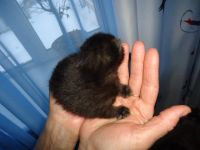 Лот: 11246154. Фото: 2. Котенок Черный. Животные и уход