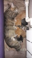 Лот: 13789222. Фото: 2. Котята. Животные и уход