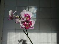Лот: 11766869. Фото: 5. Орхидея гибрид от сорта Мелоди