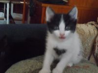 Лот: 4558065. Фото: 3. Отдам котят. Растения и животные