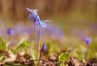 Лот: 18229493. Фото: 6. Nikon AF Nikkor 50 mm 1.8 D (как...
