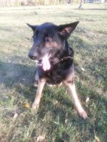 Лот: 12236477. Фото: 2. Восточноевропейская овчарка. Животные и уход