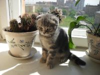 Лот: 7689983. Фото: 2. Шотландские вислоухие котята. Животные и уход