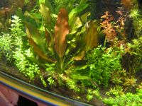 Лот: 16493331. Фото: 2. Эхинодорус Розе (Echinodorus Rose... Аквариумистика