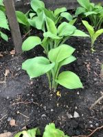 Лот: 5636701. Фото: 3. Хоста "Элеганс". Для дачи, дома, огорода, бани, парка