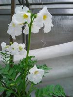 Лот: 11441694. Фото: 3. Инкарвиллия. Для дачи, дома, огорода, бани, парка