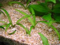 Лот: 16203565. Фото: 2. Стрелолист шиловидный (Sagittaria... Аквариумистика