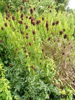 Лот: 9907837. Фото: 3. Кровохлебка лекарственная (Sanguisorba... Для дачи, дома, огорода, бани, парка
