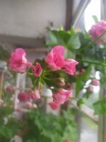Лот: 17877468. Фото: 2. Пеларгония плющелистная Sibil... Комнатные растения и уход