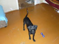 Лот: 1049984. Фото: 2. Щенок 6 месяцев в хорошие руки. Животные и уход