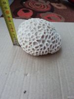 Лот: 14086881. Фото: 2. Натуральный коралл в аквариум. Аквариумистика