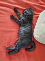 Лот: 10304713. Фото: 2. Котята полубобтейлы. Животные и уход