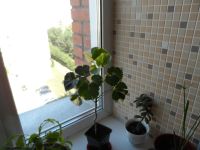 Лот: 7955179. Фото: 5. Очень красивое растение Полисциас...