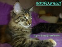 Лот: 3761964. Фото: 2. Мейн-Куны от Чемпионов/ Мейн Кун... Животные и уход